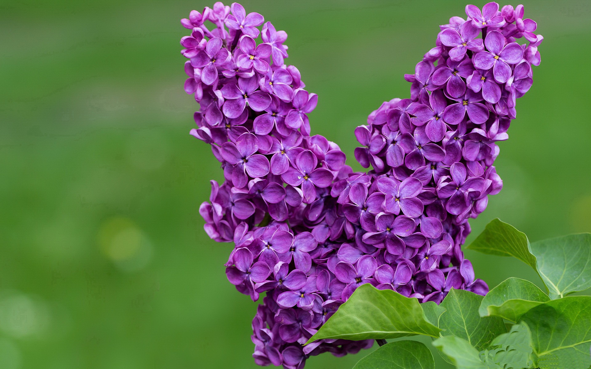 开云在线直播-_鹈鹕再创新高，队员齐头并进_，鹈鹕队百度百科