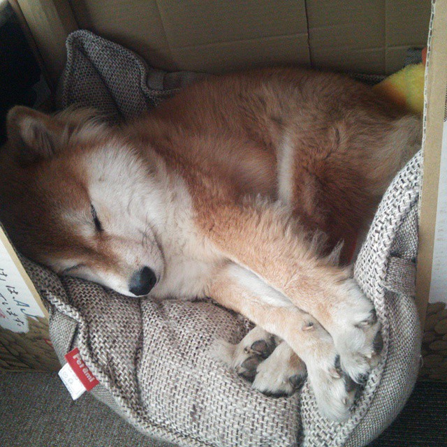 开云官方网页登录-伊朗马术协会设立马匹福利基金，支持马匹退休生活。，伊朗马种