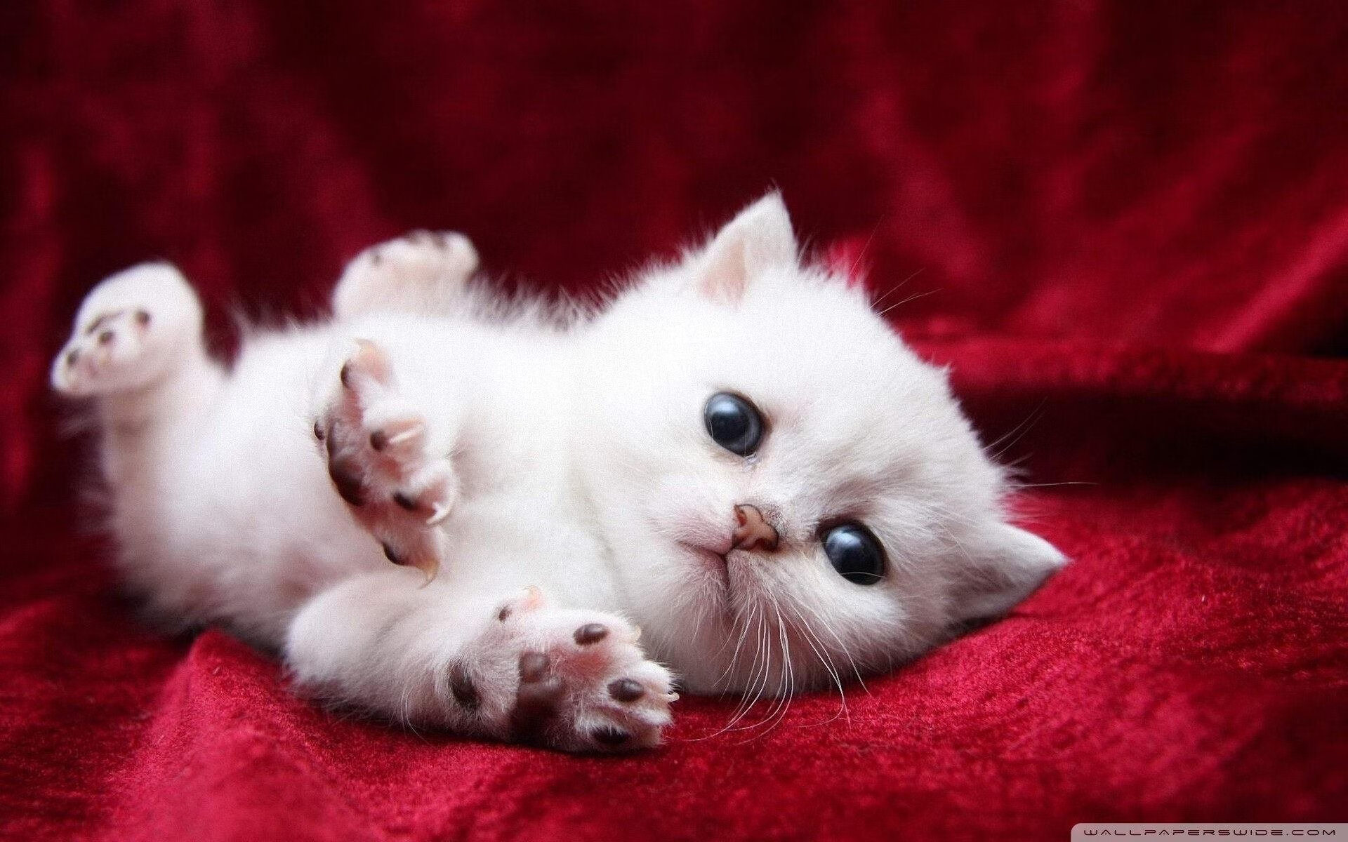 开云体育中国官网-哈兰德梅开二度，继续领跑英超射手榜，英超最佳