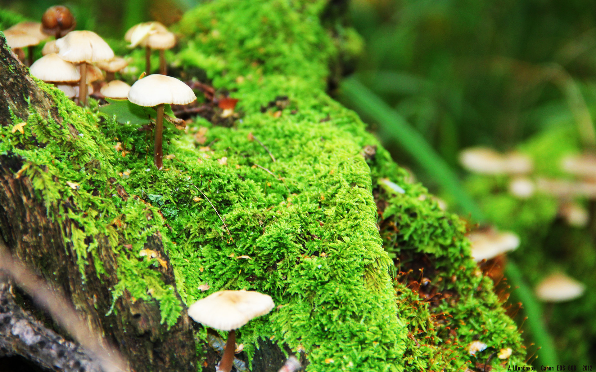 KAIYUNAPP-意甲豪门争夺超级新星，转会谈判激烈，意甲转会一览2020