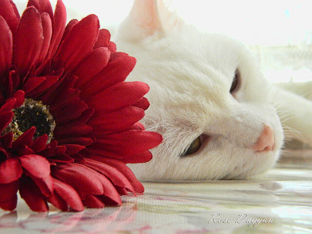 开云体育在线赛事直播-未来足球“新星”怎样在欧冠中崭露头角？，2021欧冠预言