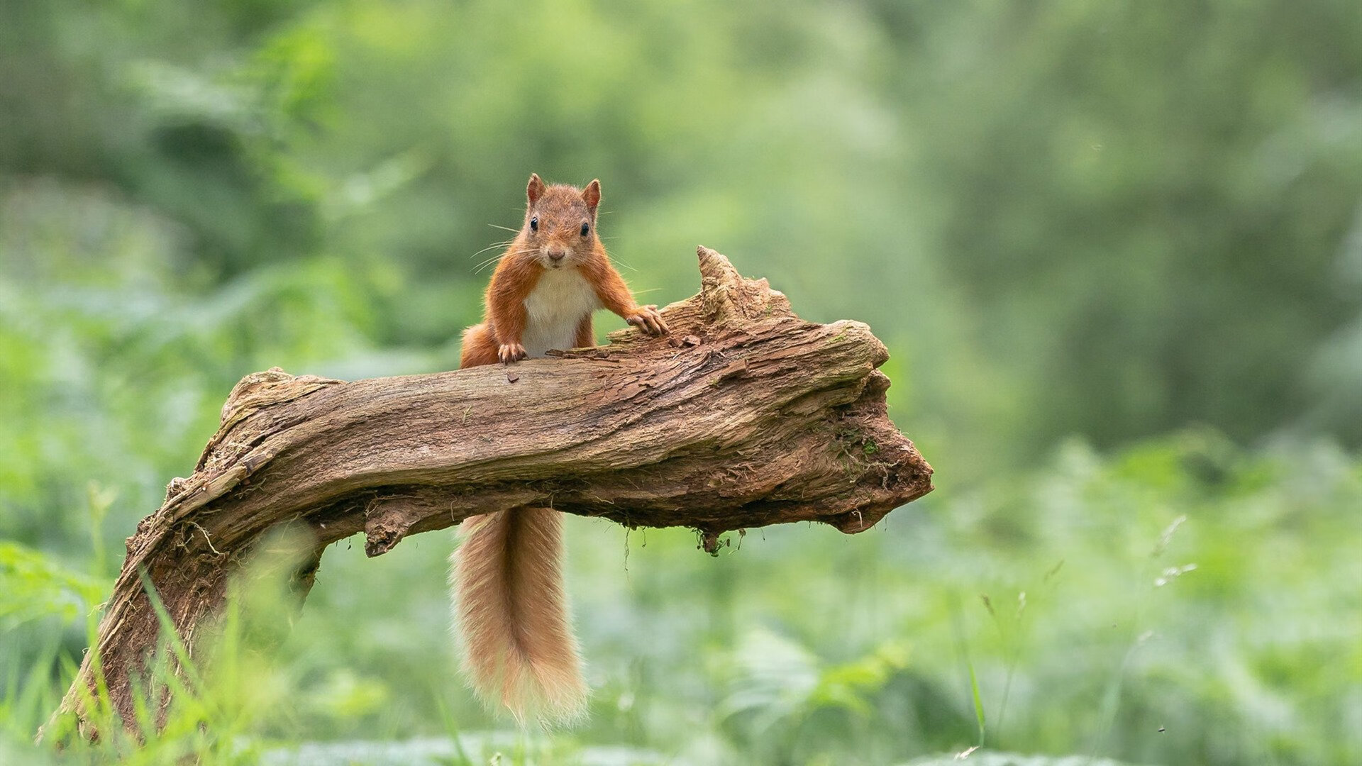 开云首页登录-特色“足球+文化+教育”融合发展试验区在全国多个城市试点，打造足球特色学校