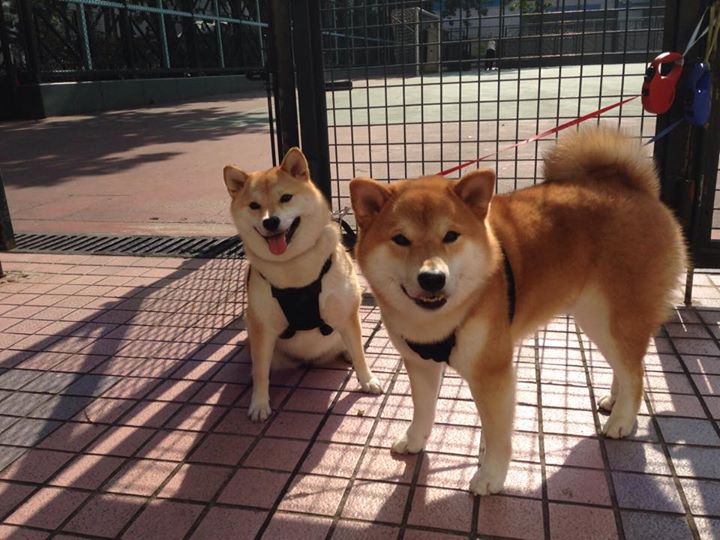开云-生态骑行观光节，融合自然与运动的创新方式，自然生态骑行小镇
