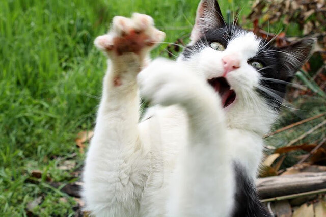 赛前例会:车队制定策略的幕后故事,赛前策划