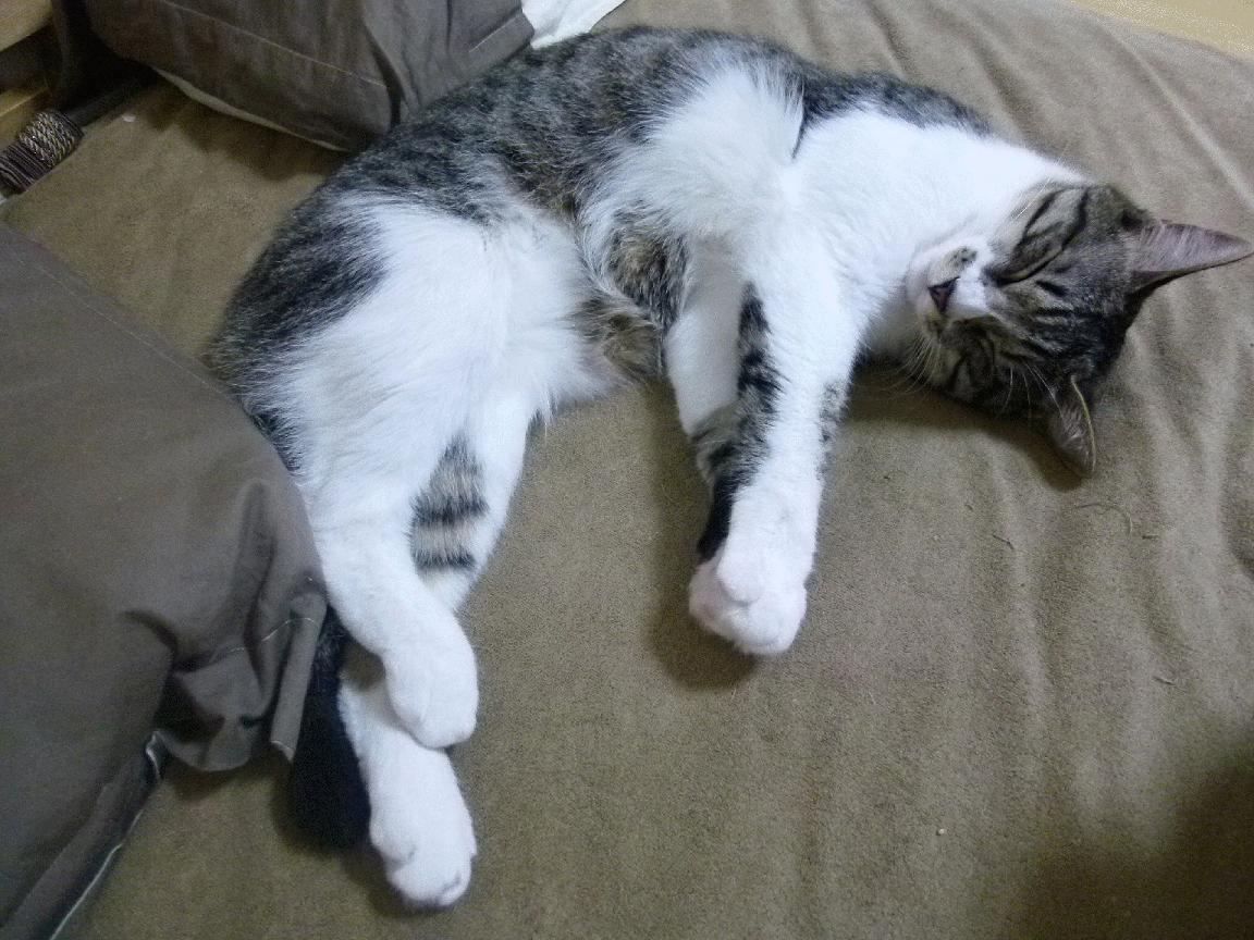 开云官网-利物浦前锋连续破门，英超领头羊紧咬追赶，利物浦 前锋