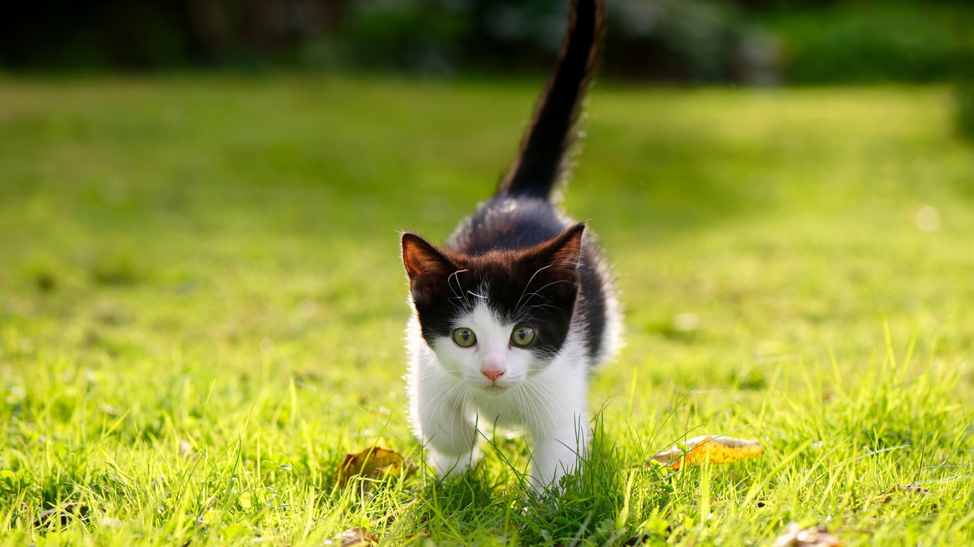 kaiyun网站-外援风头无两，助力球队实现完美逆袭，外援协助