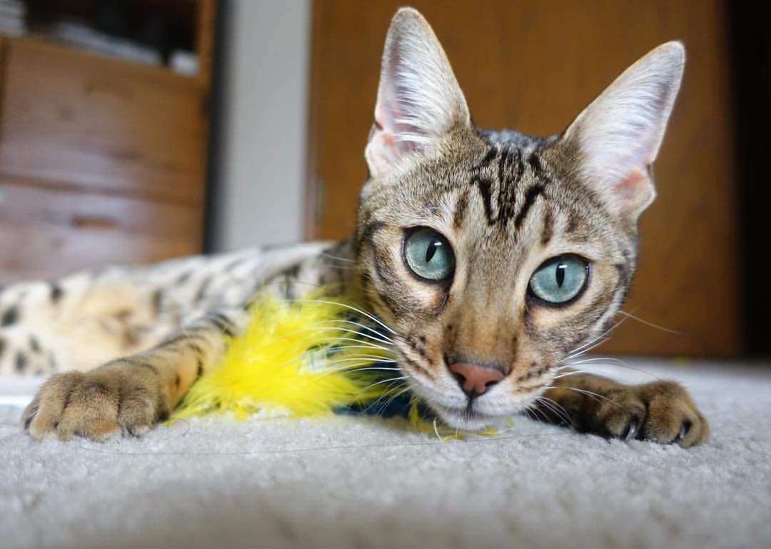 开云官网登录-西班牙队在欧洲杯期间的战术调整取得显著成效，西班牙欧洲杯阵容分析