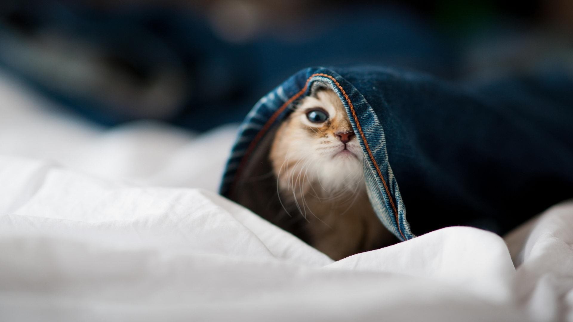 kaiyun体育综合-阿尔阿赫利赛季目标明确，阿尔阿赫利埃及