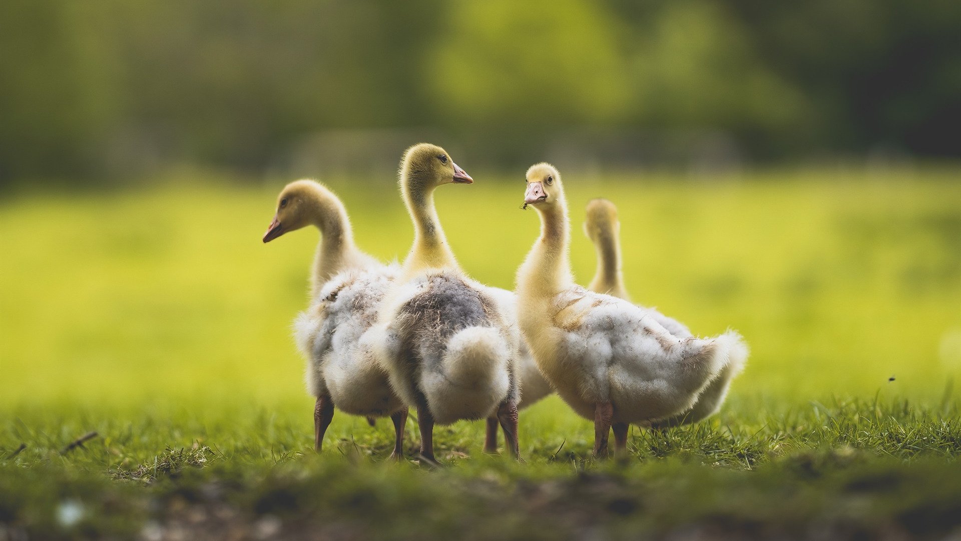 开云中国-阿贾克斯不畏强敌，力克对手晋级，阿贾克斯实力