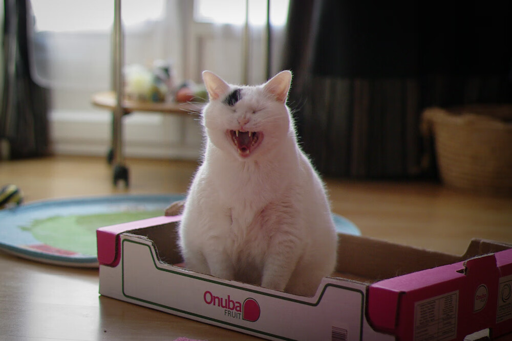 开云·体育官方网站入口-阿森纳遭遇两连败，渐渐失去欧冠希望，阿森纳赢了吗