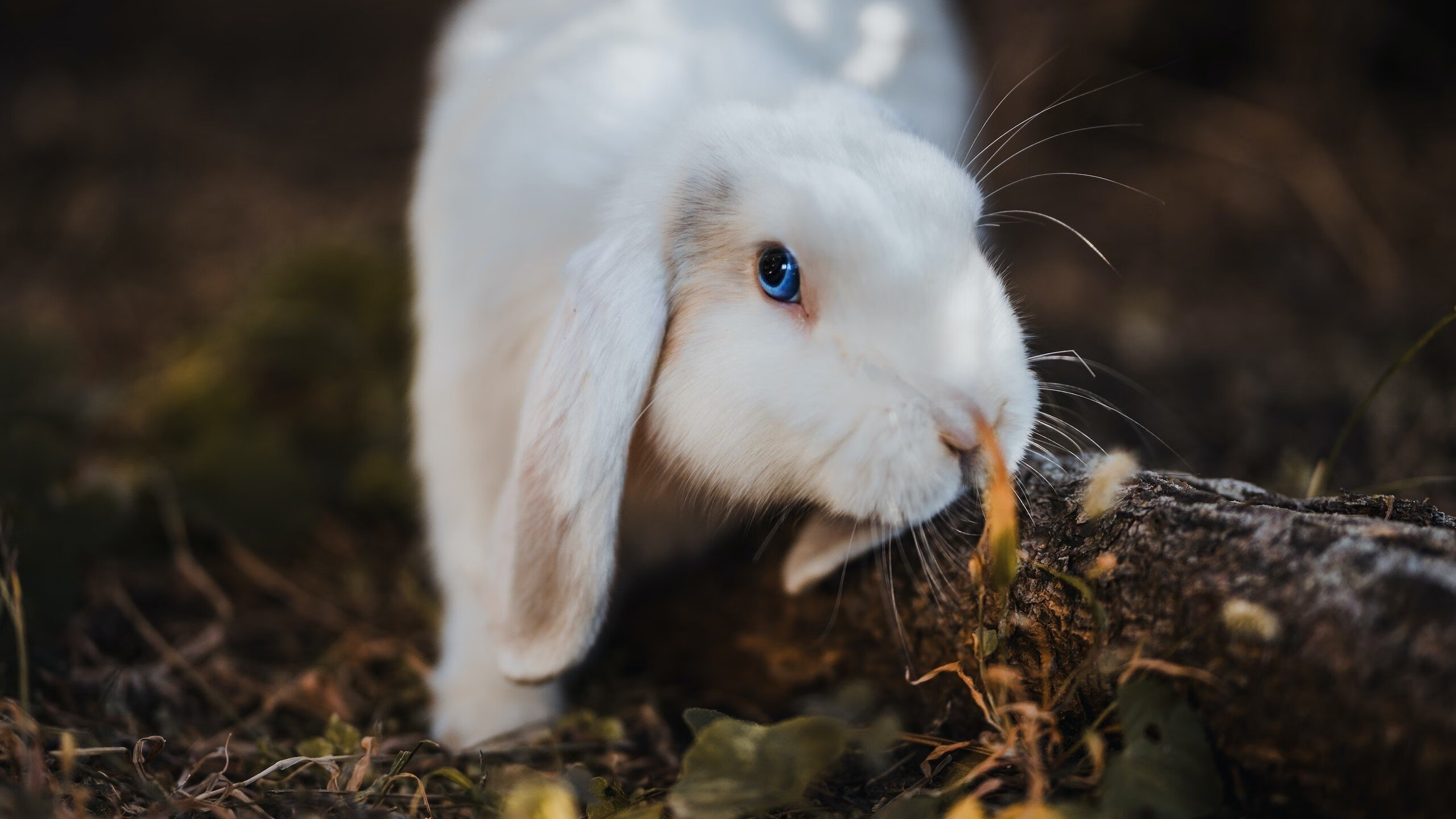 开云官网-田径跨栏项目调整栏高标准引热议，田径跨栏栏间距