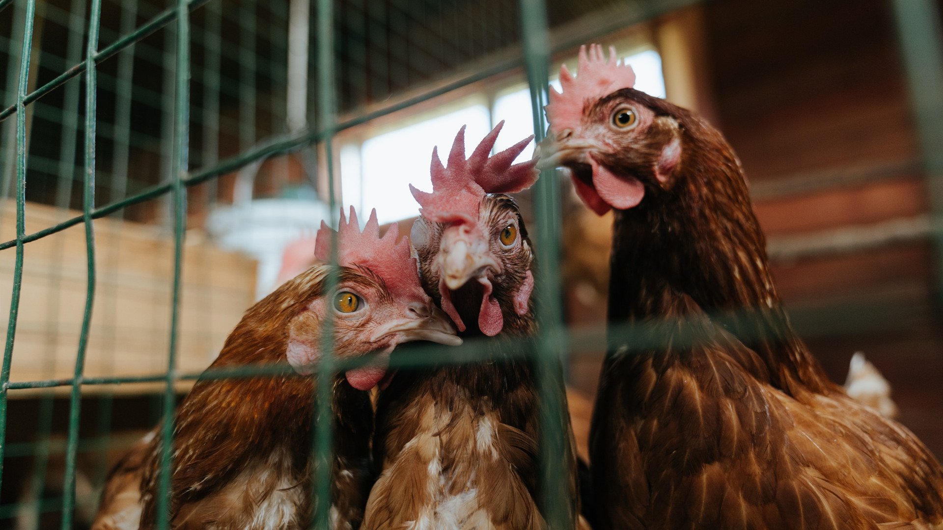 开云官方-马里男篮在非洲预赛中展示新势力，迈向奥运梦想